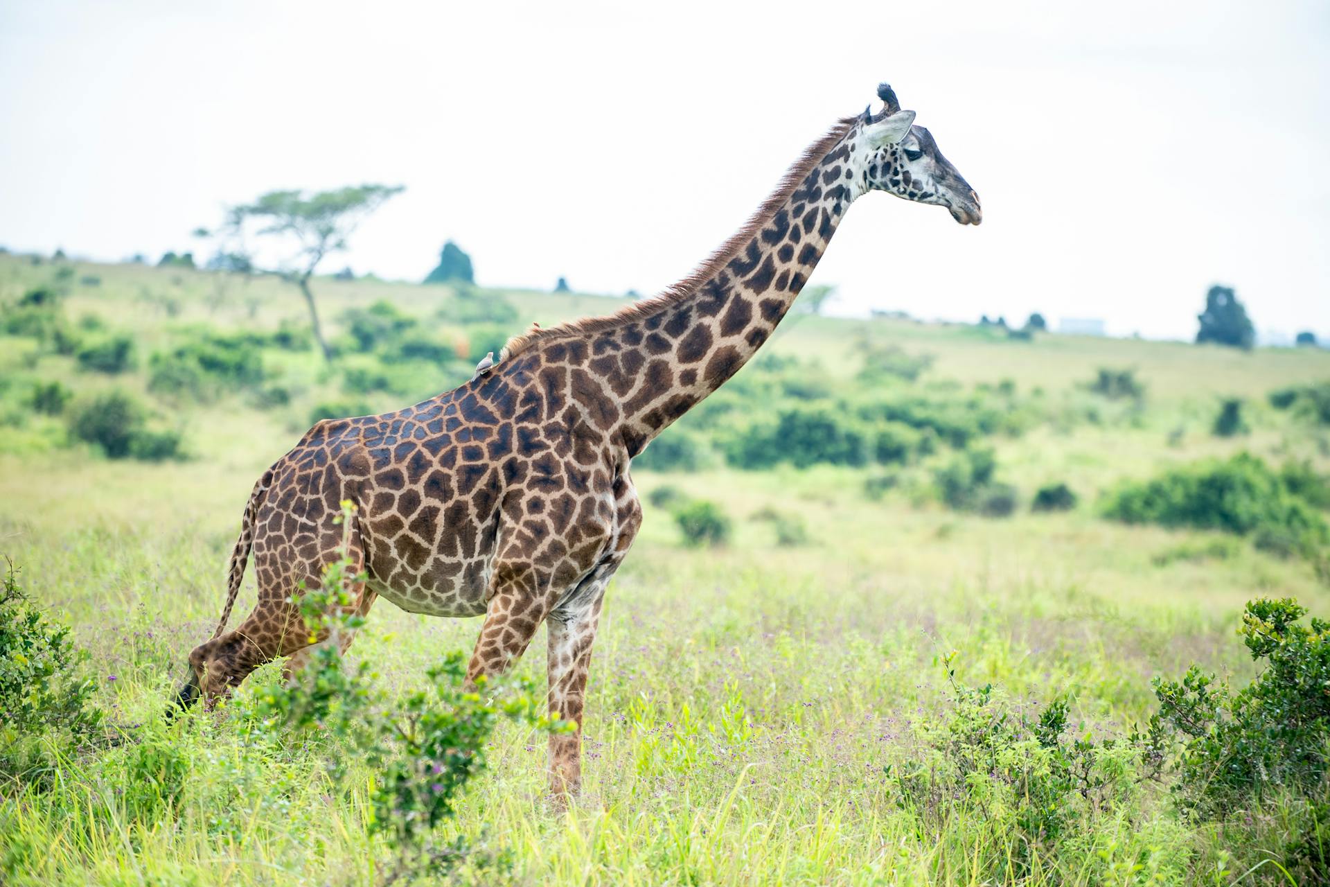 Nairobi